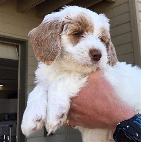 Labradoodles of long island is an experienced labradoodle breeder for dog lovers across long island and into manhattan. Daisy Hill Australian Labradoodles. We specialize in ...