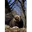 The Brown Bear As Start Up For Rewilding Apennines  Europe