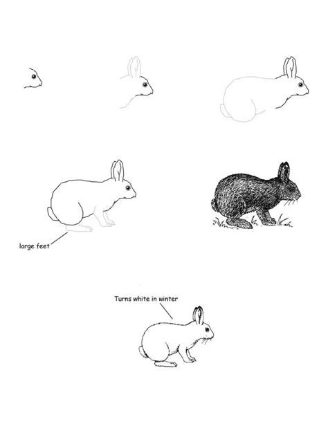 Download 135 Mammals Hares Snowshoe Hare Coloring Pages Png Pdf File