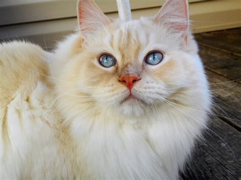 They say ragdoll cats act more like dogs than cats. Lynx Ragdoll Cat Personality - Animal Friends