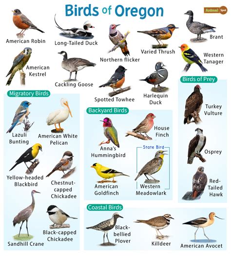 List Of Common Birds Found In Oregon Facts With Pictures