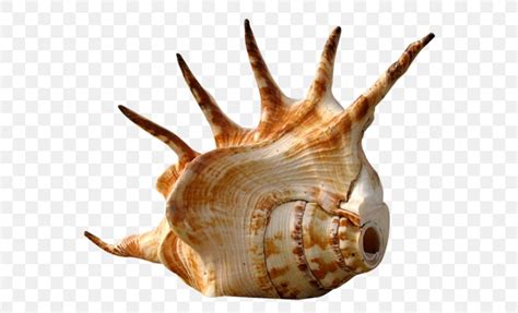 Gastropods Seashell Sea Snail Gastropod Shell Png 600x498px