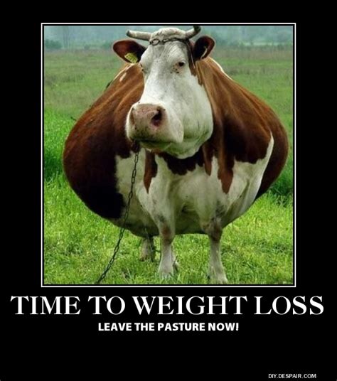 There are six wedges in one pack (i think) , so what are the odds she will only eat one wedge. I Love Weight Loss Product: Funny Cow Picture - Created By ...