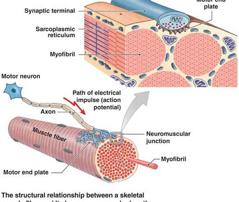 In Section A Anatomy Of Neuromuscular Junction Neuromuscular Junction
