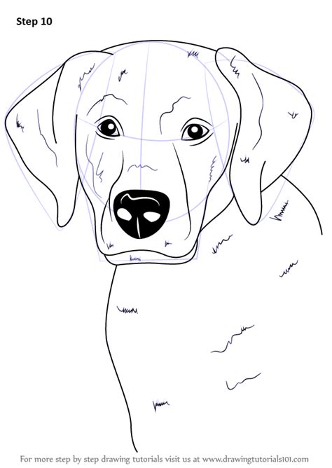 Learn How To Draw A Labrador Face Farm Animals Step By Step Drawing