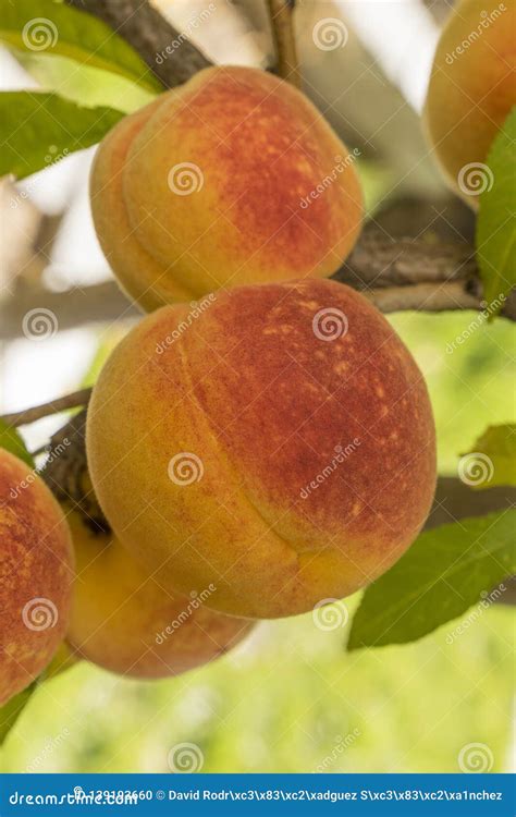 Ripe Sweet Peach Fruits Growing On A Tree Branch In Orchard Stock Photo