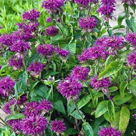 Their populations are dwindling as their habitat is lost to development if you already have lavender in your yard, then you might have noticed that when it's in bloom, it attracts bees like a magnet. OnlinePlantCenter 1 Gal. Purple Rooster Bee-Balm Plant ...