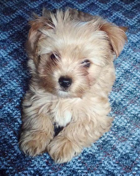 Tucker The Yorkie Mix Puppy Breeds Yorkie Mix Cute Cats And Dogs