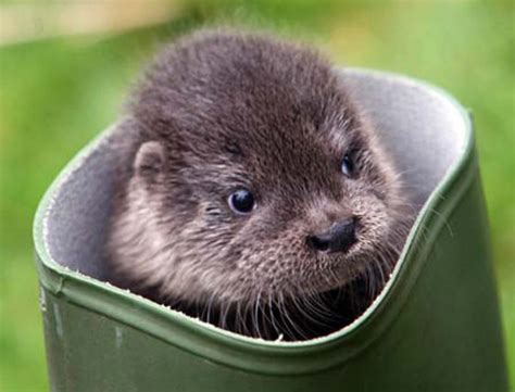 Baby Otters One Of The Cutest Creatures On Land And Sea