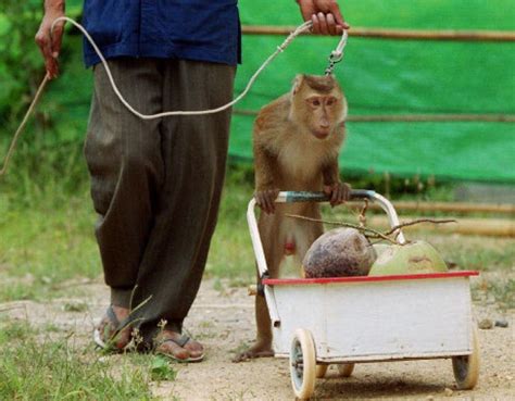 Monkeys In Thailand Exploited As Coconut Picking Machines