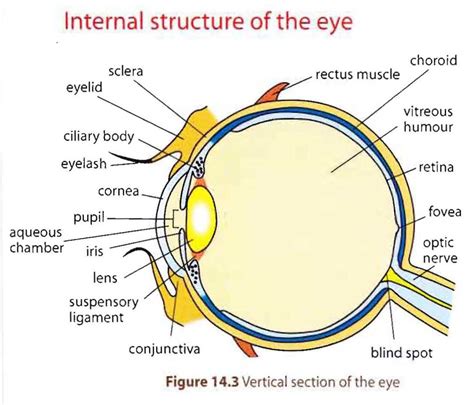 Human Eye Anatomy Model Images