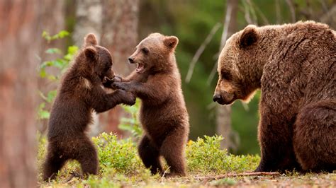 Bear Cubs Fighting