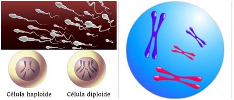 Diploide Definición Reproducción De Células Tipos Y Ciclos De Vida