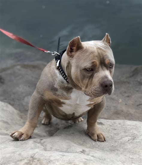 Modesto based american pet hospital excels in the science of veterinary medicine and was founded in 1990. American Bully Puppies For Sale | Modesto, CA #331843