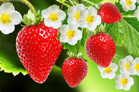 Growing Strawberries How To Grow Your Own Strawberries