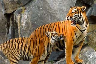 Different factors determine the choice. What Do Tigers Eat? | Learn Tiger Diets, Hunting & Eating ...