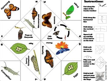 Butterfly Lifecycle Activity Foldable By Science Spot Tpt