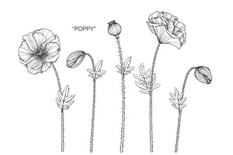 Le bouquet de coquelicots,symbole de rêves. Bouquet Coquelicot Dessin / Bouquet Floral D Ete Avec Des ...