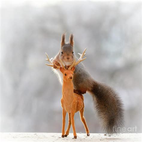Red Squirrel Riding On A Deer Photograph By Geert Weggen