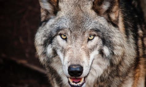See more ideas about wolf pictures, wolf, beautiful wolves. Why the lone wolf mentality is a sysadmin mistake | Enable ...