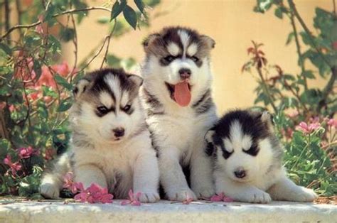 Four females and four males. Cute Puppy Dogs: Siberian Husky Puppies