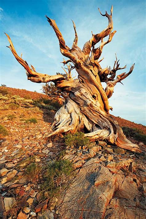 Hiking The Ancient Bristlecone Pine Forest Moon Travel Guides