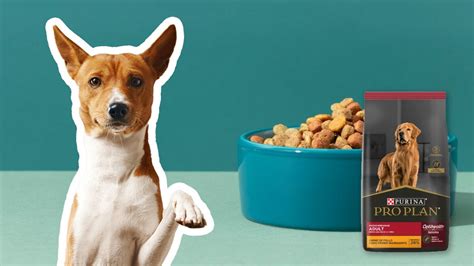 Profeco Estas son las mejores croquetas para perro de Purina de la categoría A MVS Noticias