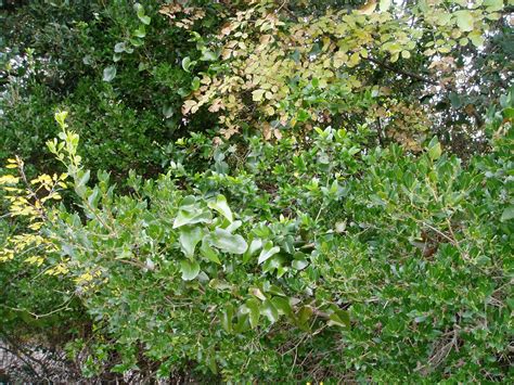 L'alloro (laurus nobilis) aiuta la digestione, combatte i dolori di stomaco e l'inappetenza. ARBUSTI E PIANTE: MACCHIA MEDITERRANEA