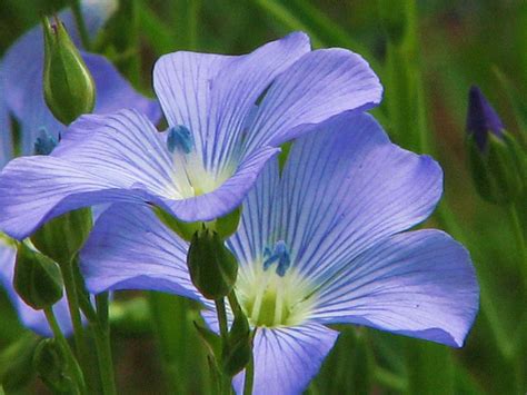 Blue Flax Seed 100 Seeds Organic Beautiful Striking Blue Flax Flowers