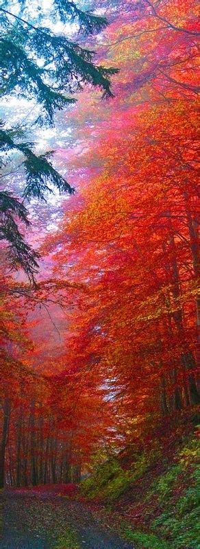 Beautiful Autumn Color Saxony Germany All Nature Amazing Nature
