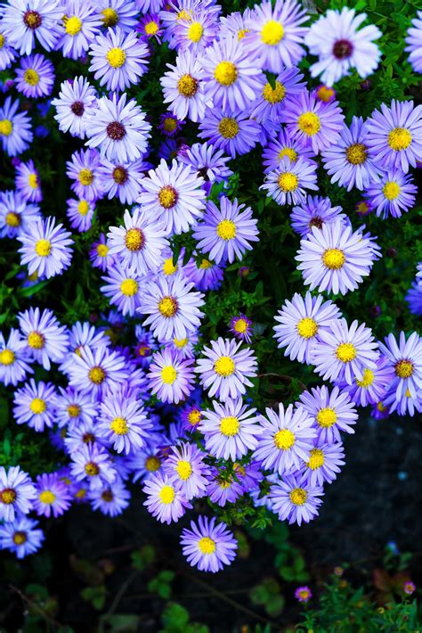 The flowers are extremely attractive to butterflies and bees. Purple Aster Fall Perennials - Natalie Linda