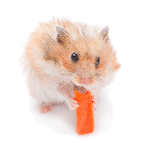 Hamster Eating Carrot Stock Image Image Of Small Pets 34112383