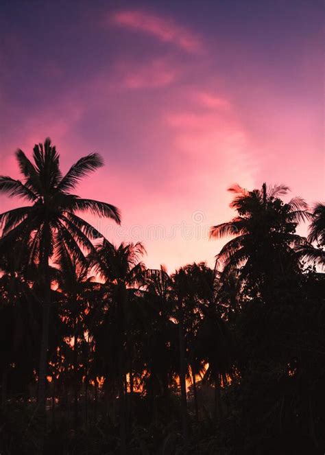 Tropical Palm Tree Over Sunset Sky Palm Trees And Beautiful Sky