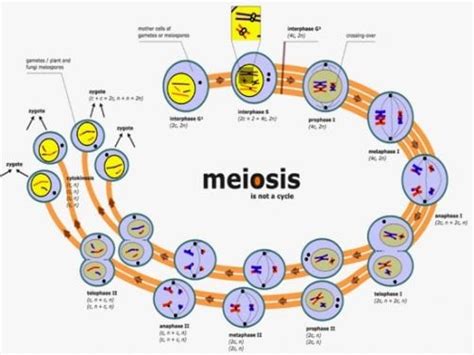 Tahap Pembelahan Mitosis Dan Meiosis