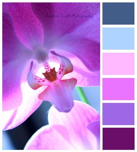 Orchid Photography By Candice Smith Purple Palette Color Palette