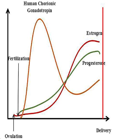Estrogen Levels In Early Pregnancy Chart A Visual Reference Of Charts Chart Master