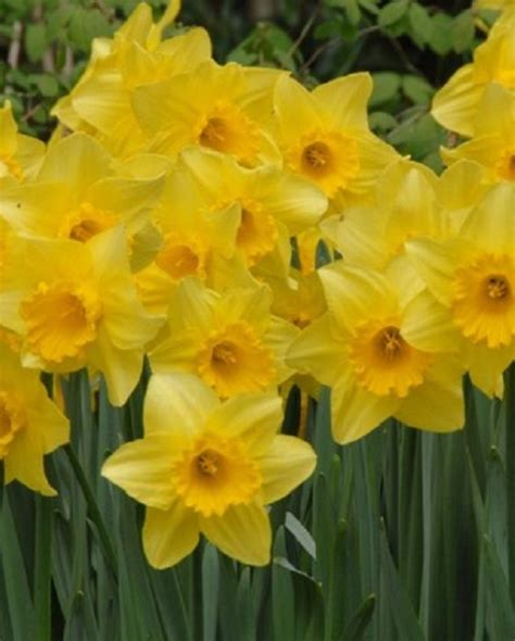 Carlton, new south wales, a suburb of sydney. Narcis Carlton
