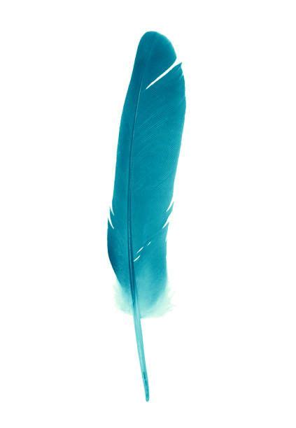 Best Feather Stock Photos, Pictures & Royalty-Free Images - iStock | Royalty free images, Free ...