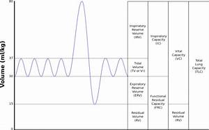 Lung Volumes Wikiwand