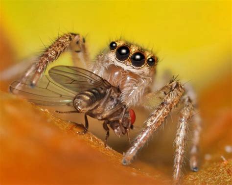 Les araignées sont elles des insectes Espèces menacées fr
