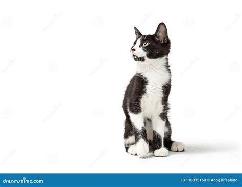 Black And White Kitten Sitting Looking Side Stock Photo Image Of