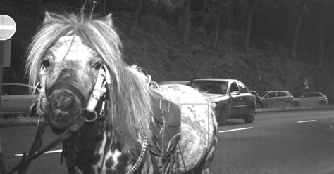 Speeding Horse Caught By German Highway Camera