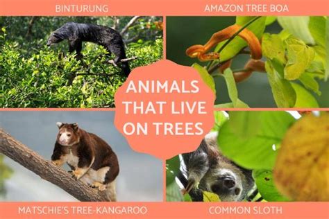 30 Animals That Live In Trees Characteristics And Fun Facts With Photos