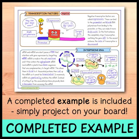 Regulation Of Gene Expression Doodle Notes Emmatheteachie