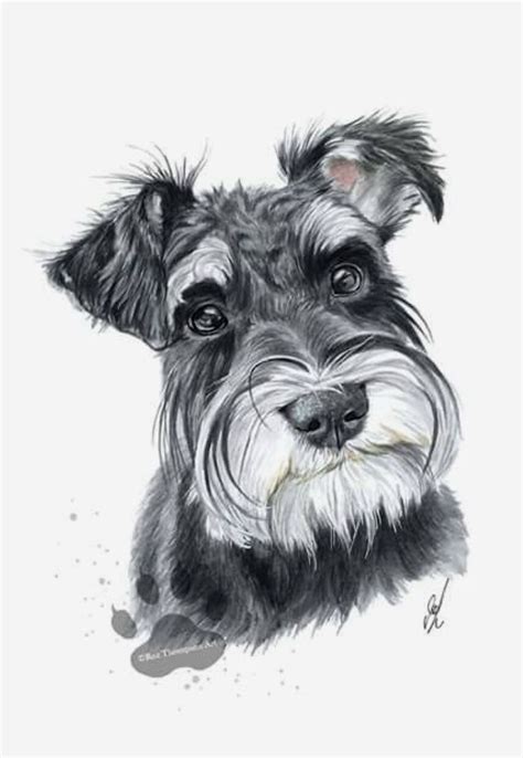 Amazing How To Draw A Schnauzer In The World Check It Out Now