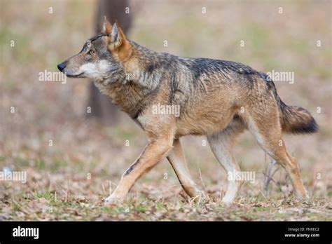 Italian Wolf Canis Lupus Italicus Hi Res Stock Photography And Images