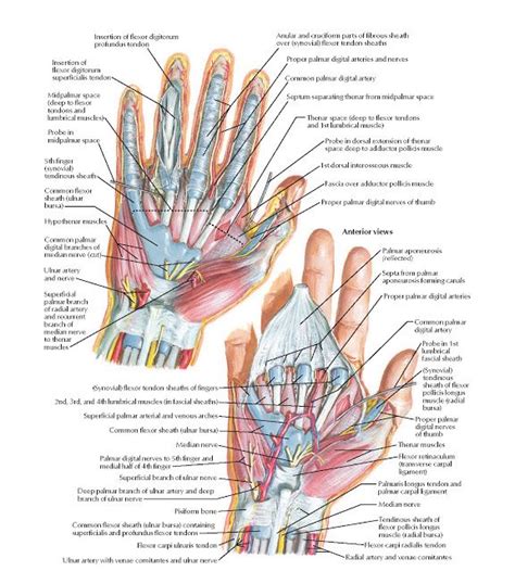Wrist And Hand Deeper Palmar Dissections Anatomy Flexor Carpi Radialis