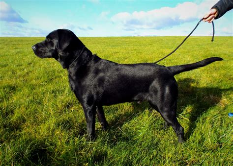 At twin lakes kennel, we have been breeding and training world class labrador retrievers for almost forty years. Handsome Purebred Athletic Black Labrador Stud | Epsom ...