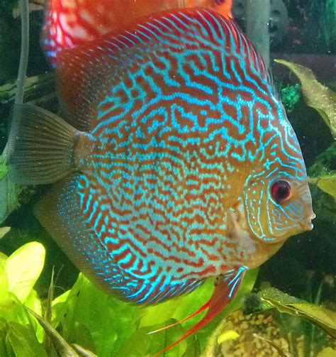 Selecting fish for carefully aquascaped aquariums isn't always as simple as going to you local fish store and best planted aquarium fish. Beautiful discus | For the Love of Aquariums | Pinterest ...