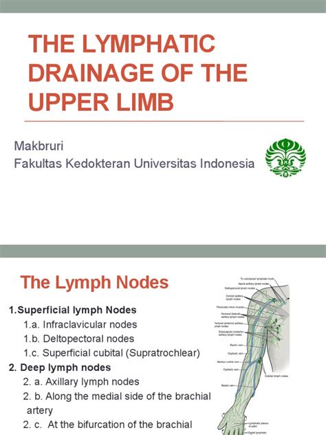 The Lymphatic Drainage Of The Upper Limb Lymphatic